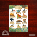 FAUNA DO BRASIL Poster - Sunbeamstore