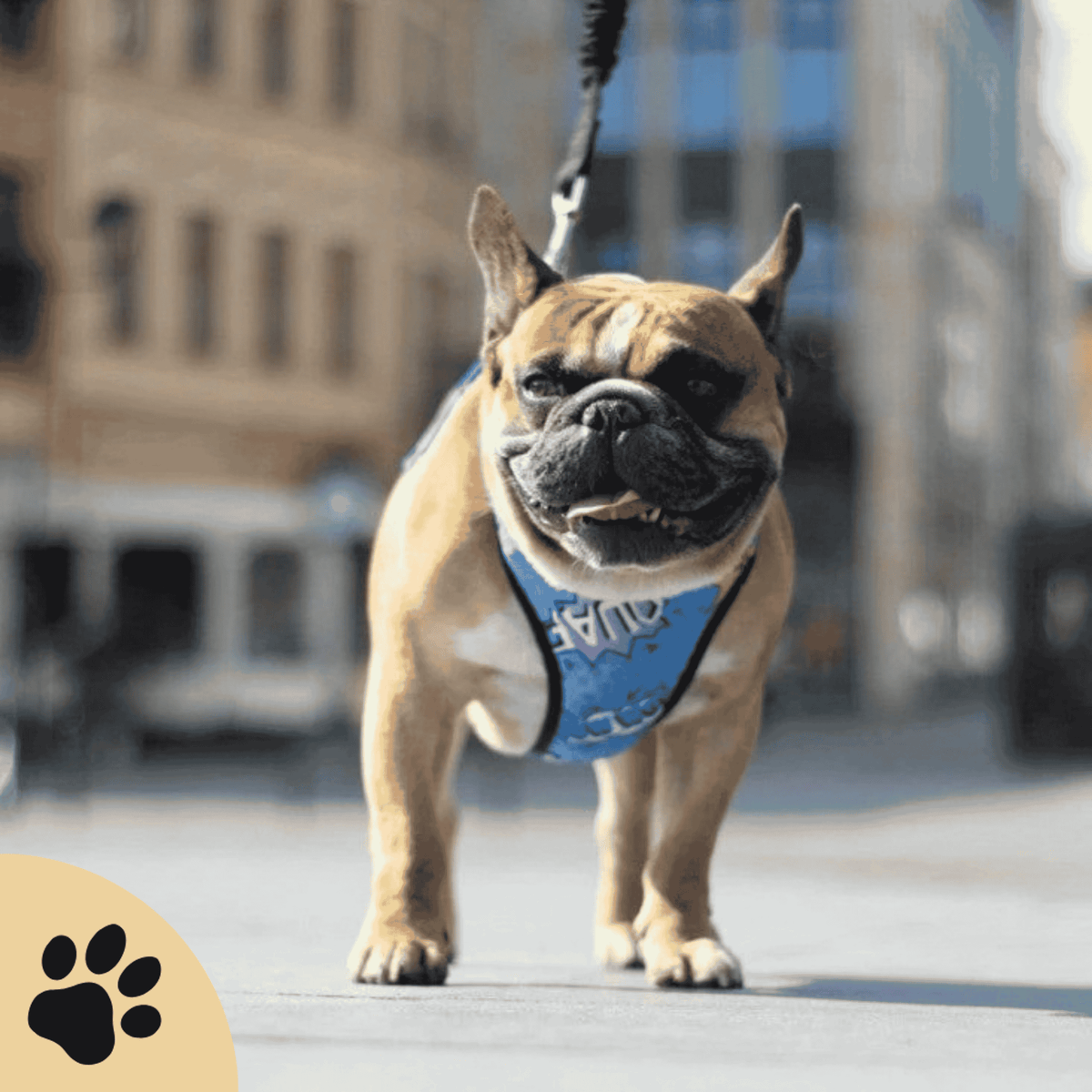 Druckentlastendes Hundegeschirr „Blue Graffiti“ – Komfortabel & reflektierend - Sunbeamstore