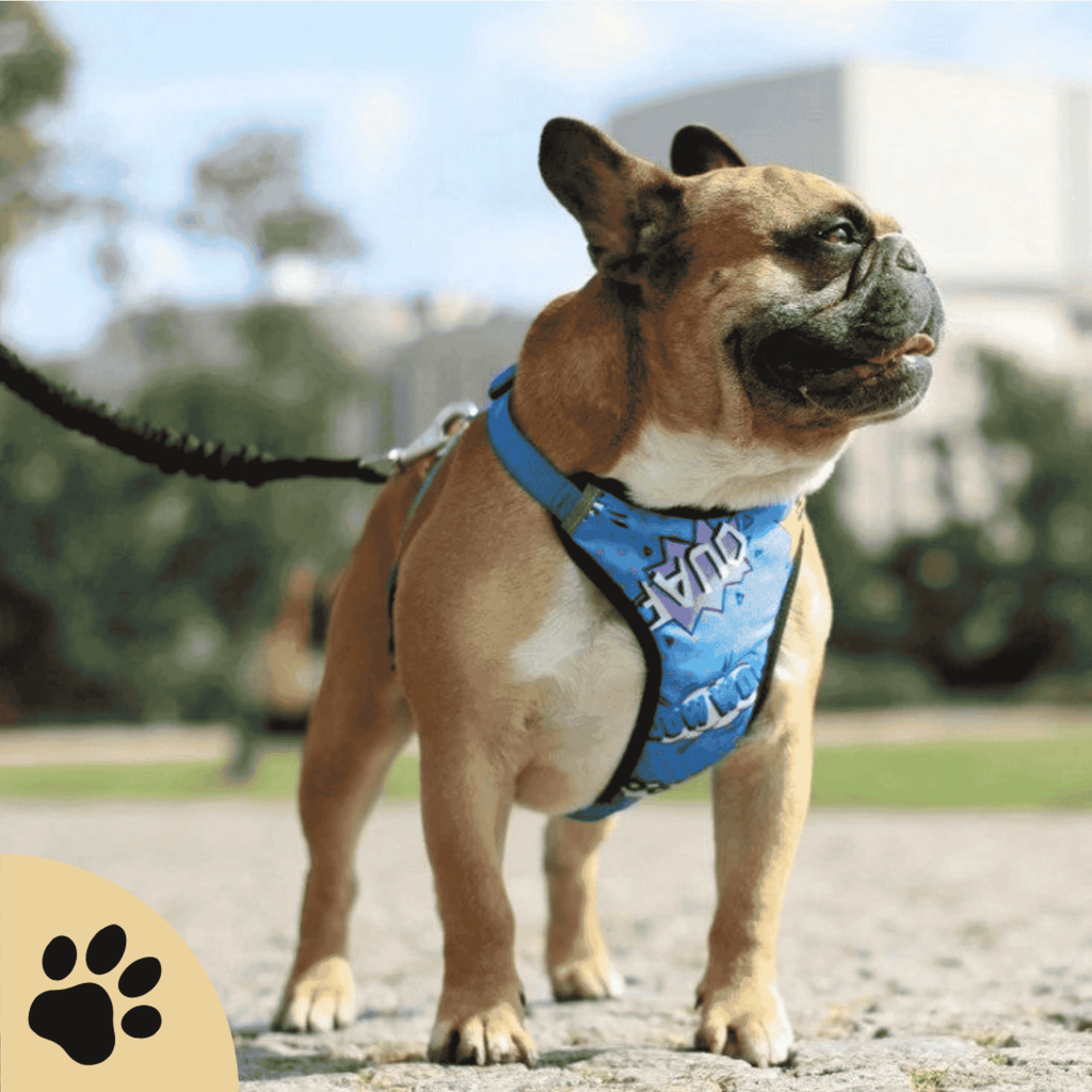 Druckentlastendes Hundegeschirr „Blue Graffiti“ – Komfortabel & reflektierend - Sunbeamstore