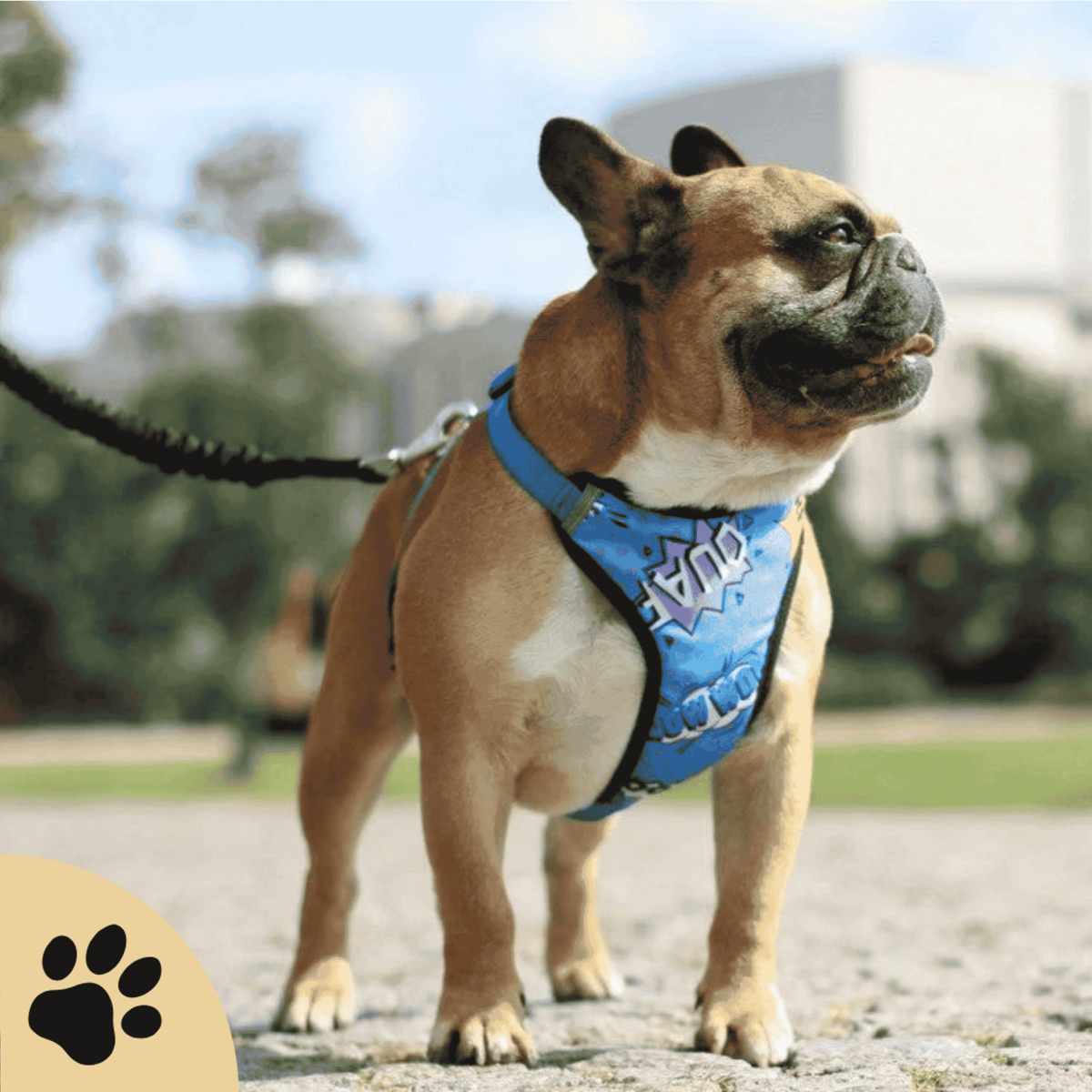 Druckentlastendes Hundegeschirr „Blue Graffiti“ – Komfortabel & reflektierend - Sunbeamstore