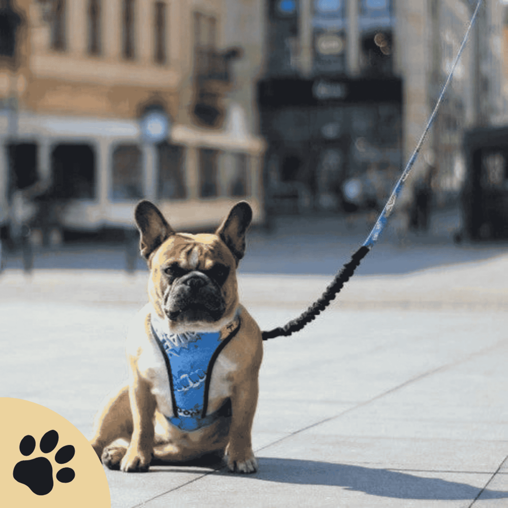 Druckentlastendes Hundegeschirr „Blue Graffiti“ – Komfortabel & reflektierend - Sunbeamstore