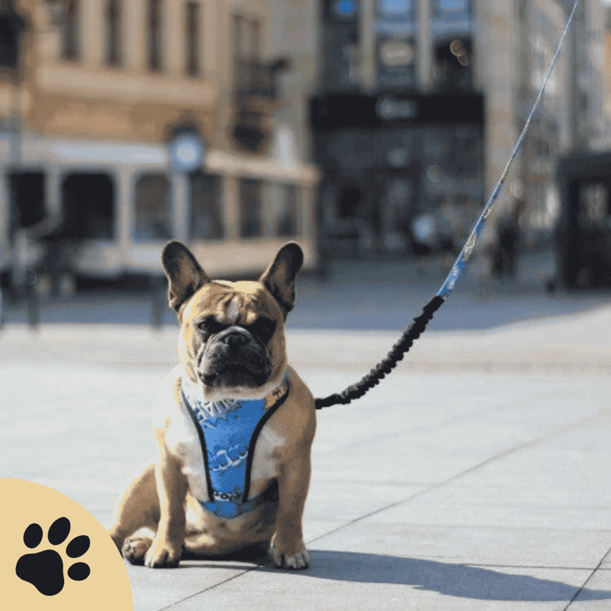 Druckentlastendes Hundegeschirr „Blue Graffiti“ – Komfortabel & reflektierend - Sunbeamstore