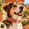 Bunter Hund – Hundehalsband in Orange mit buntem Hundemuster | Sunbeamstore - Sunbeamstore