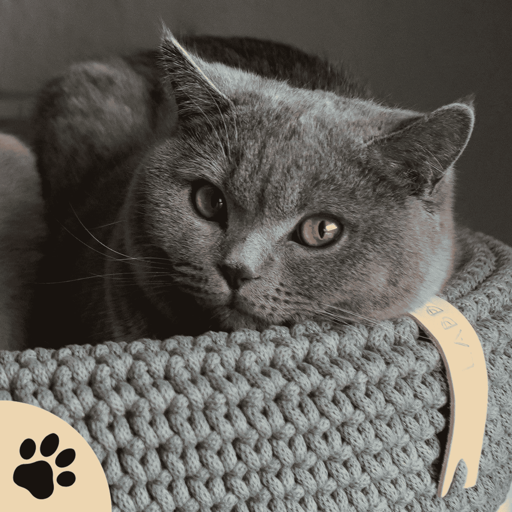 Coco Dog/Cat Bed - Green - Sunbeamstore