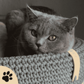 Coco Dog/Cat Bed - Green - Sunbeamstore