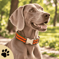 Walkies Always – Verstellbares Design-Hundehalsband | Orange-Grün | Schwarze oder silberne Steckschnalle - Sunbeamstore